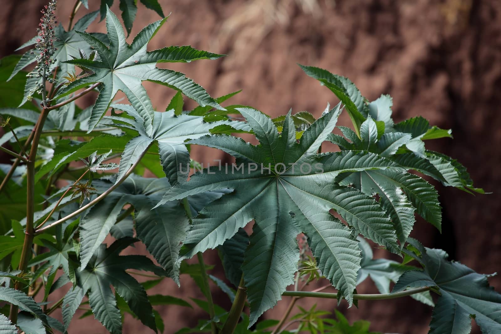 Castor oil plant in Ethiopia