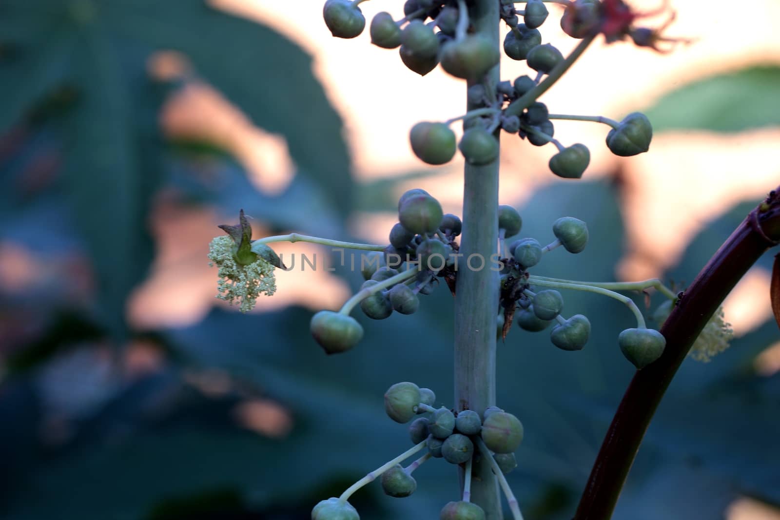 Fruits of a castor oil plant in Ethiopia.