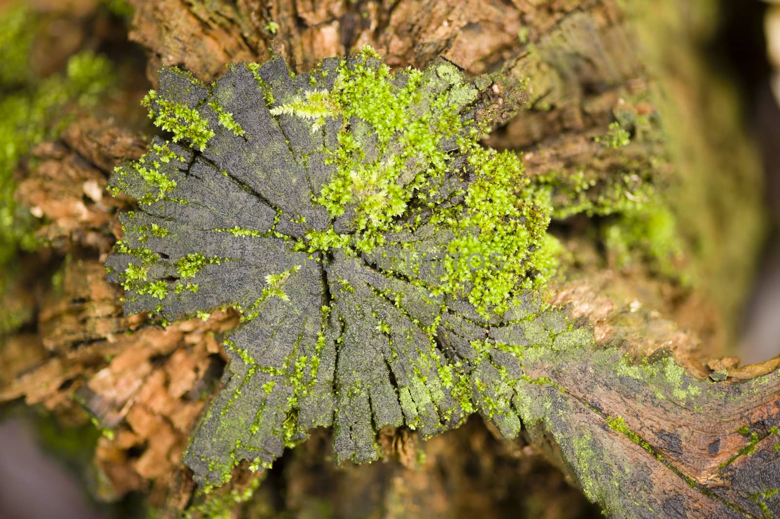 Green moss growing on a tree stump in Autumn