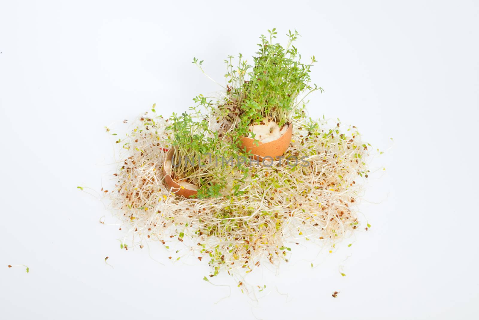 Fresh Alfalfa Sprouts and Spring Easter Egg