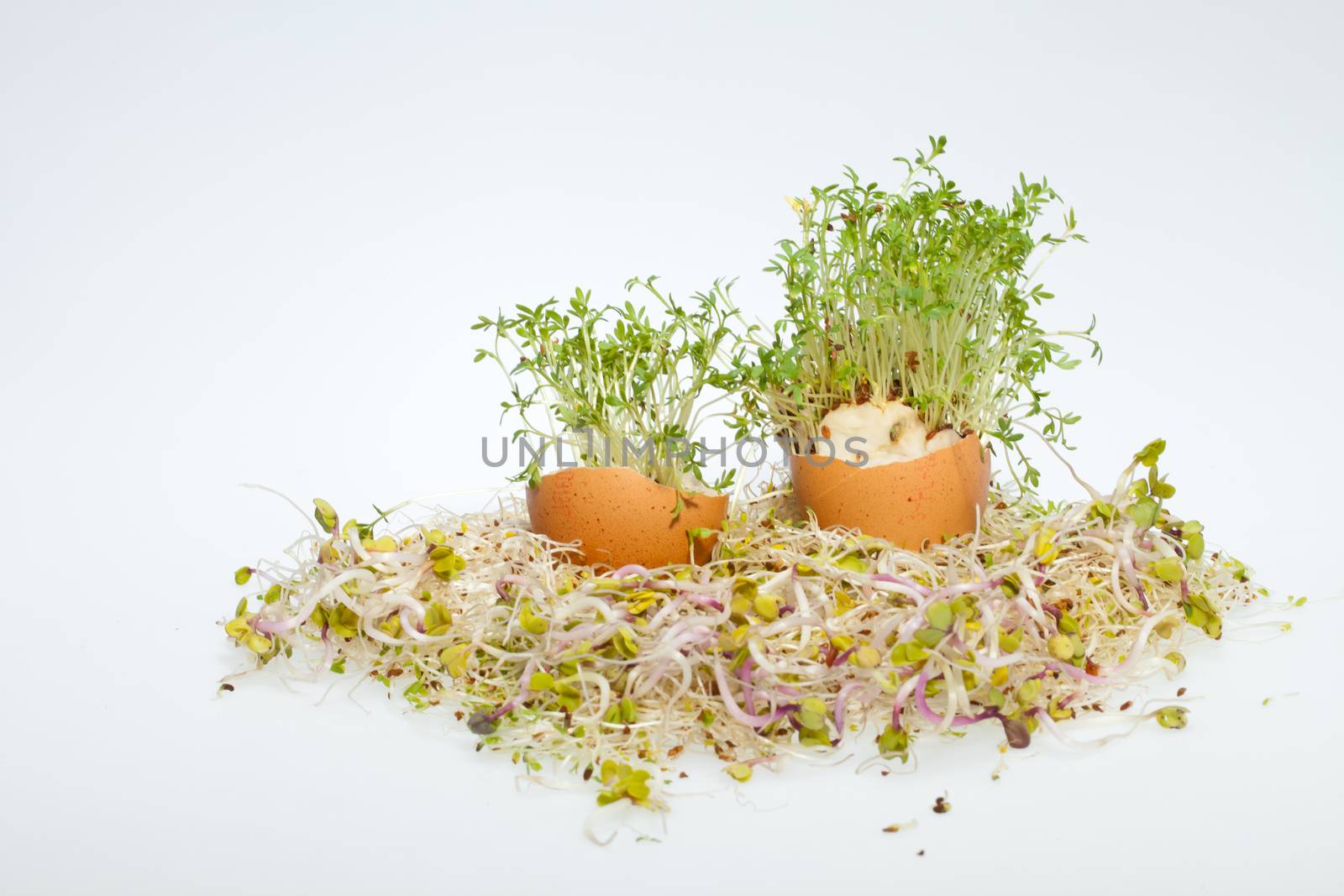 Fresh Alfalfa Sprouts and Spring Easter Egg by wjarek