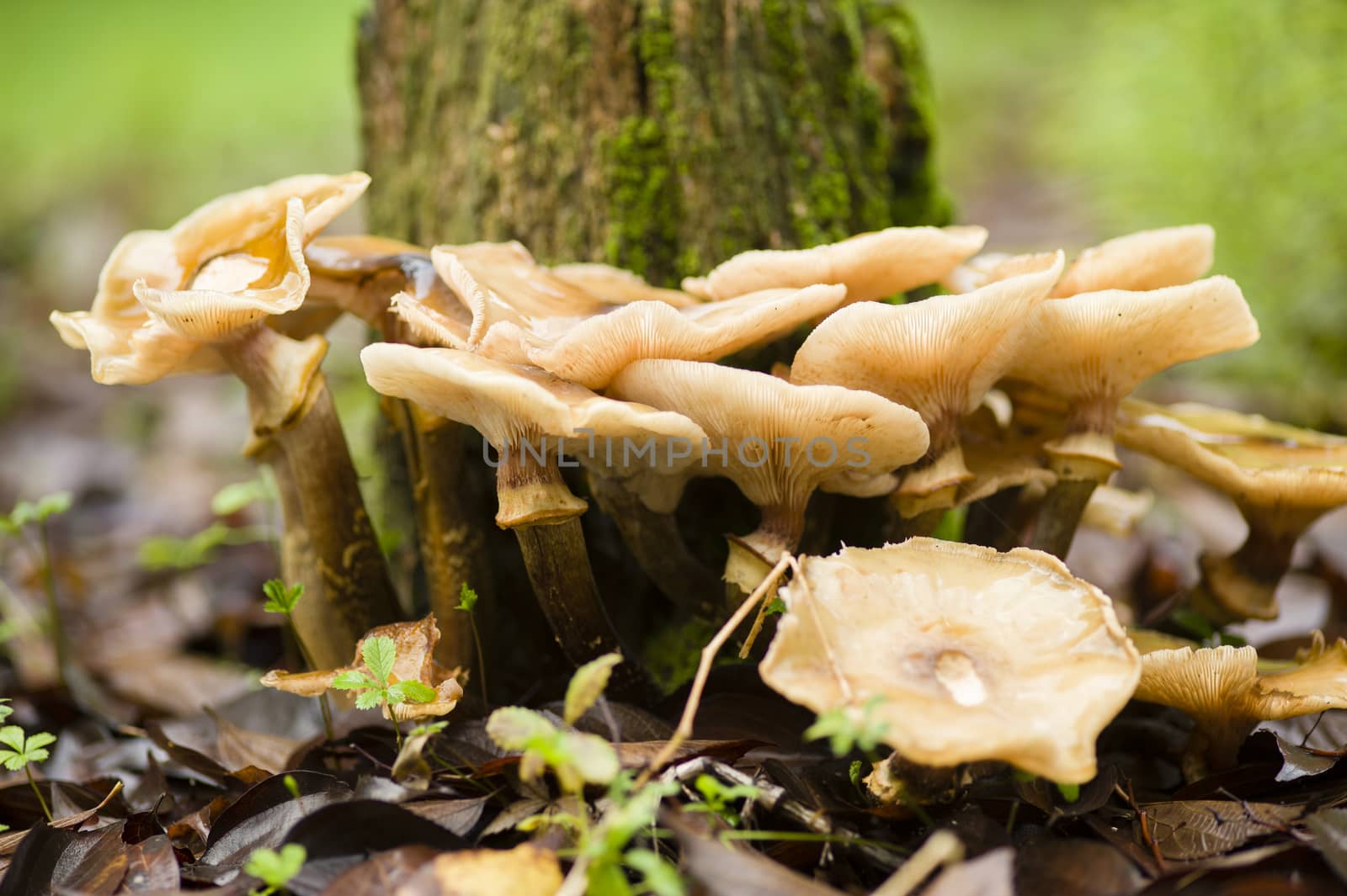 Brown mushrooms growing on a tree stump in Autumn