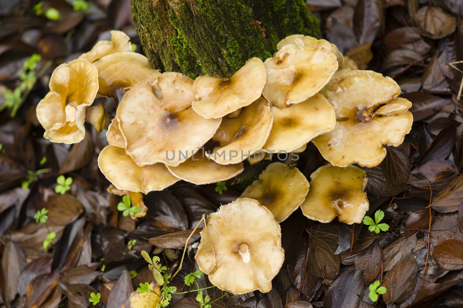 Brown mushrooms growing on a tree stump in Autumn