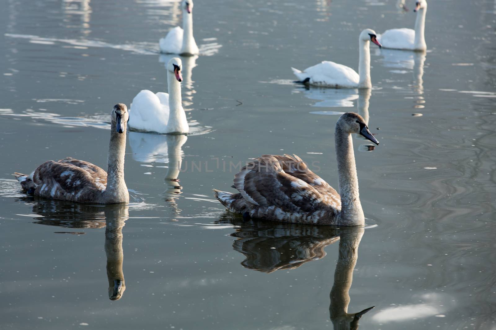 Beautiful white swans floating on the water by wjarek