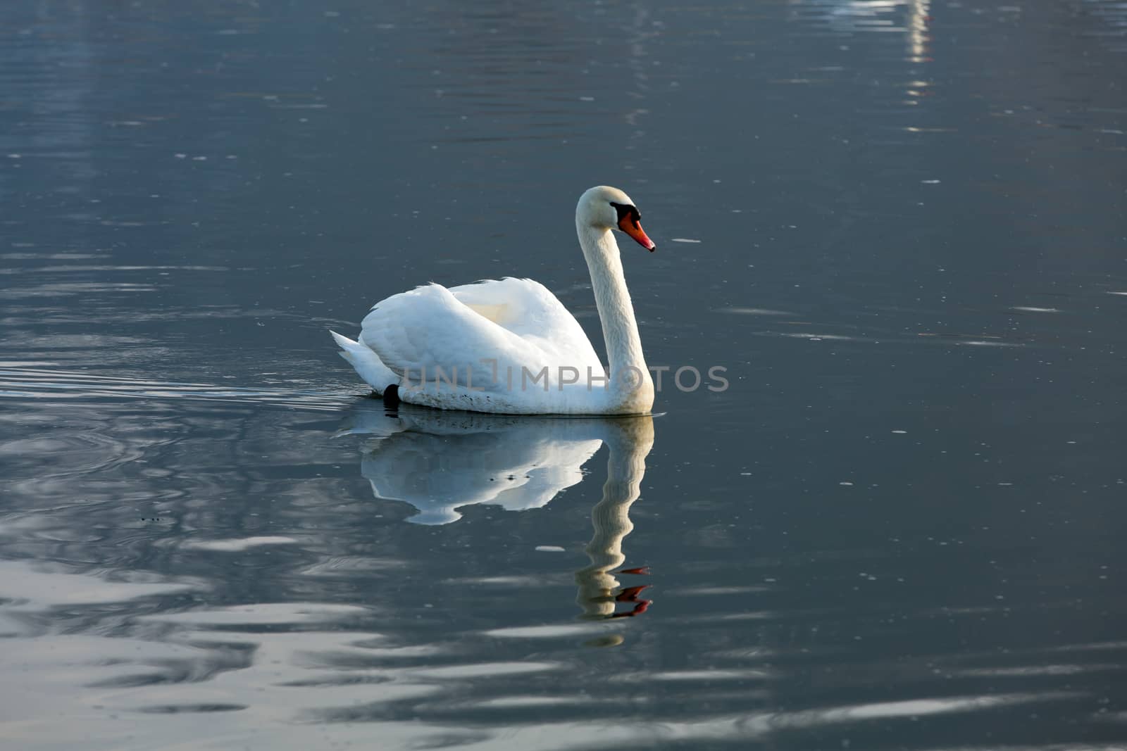 Beautiful white swans floating on the water