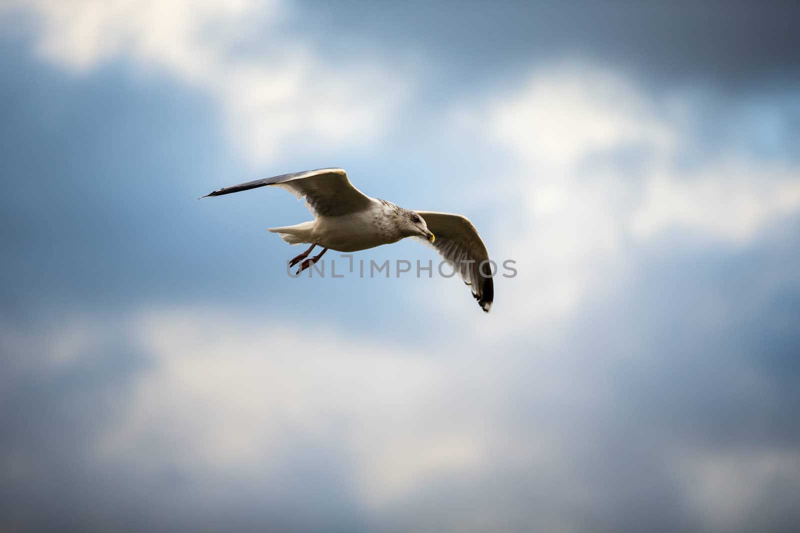 Herring gull by thomas_males