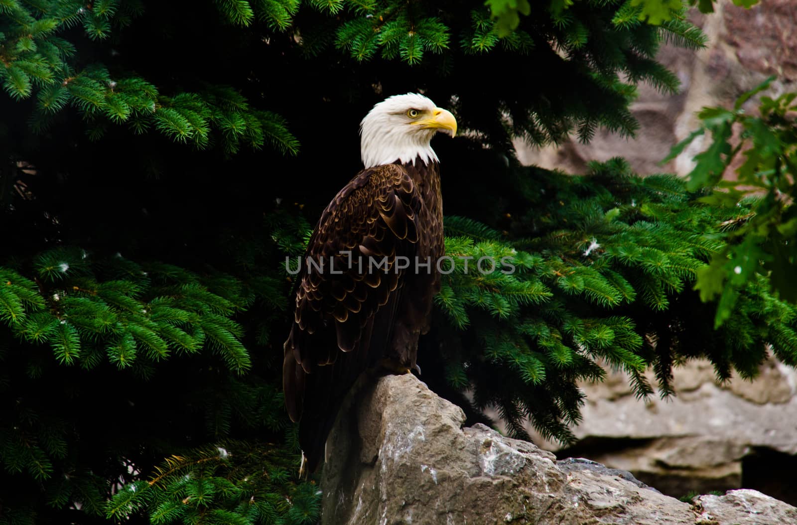 serious white eagle on a rock in the trees