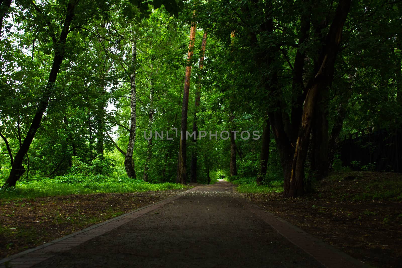 gravel road through the summer, green, park