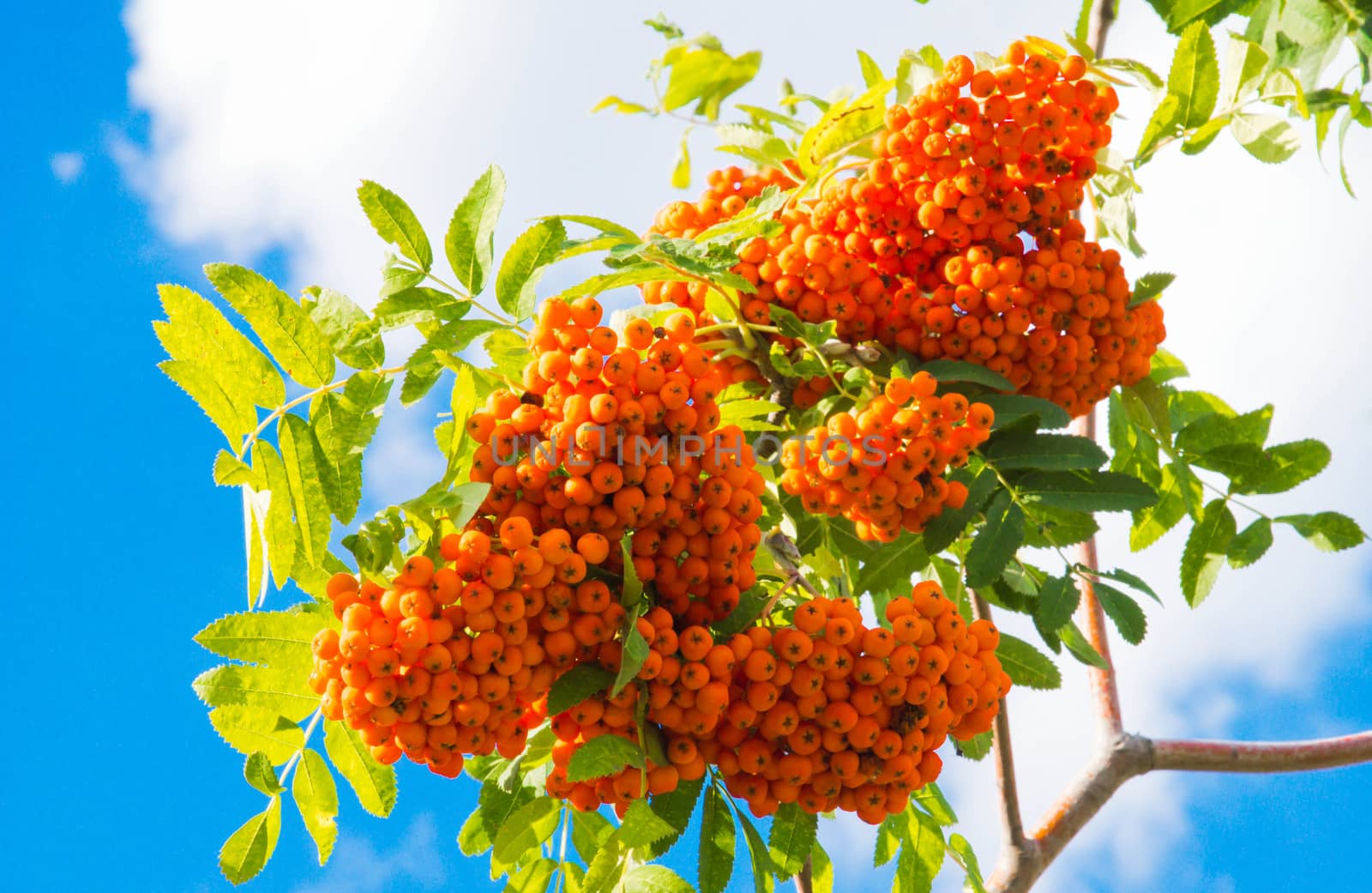 rowan branch with fruits and sky closeup