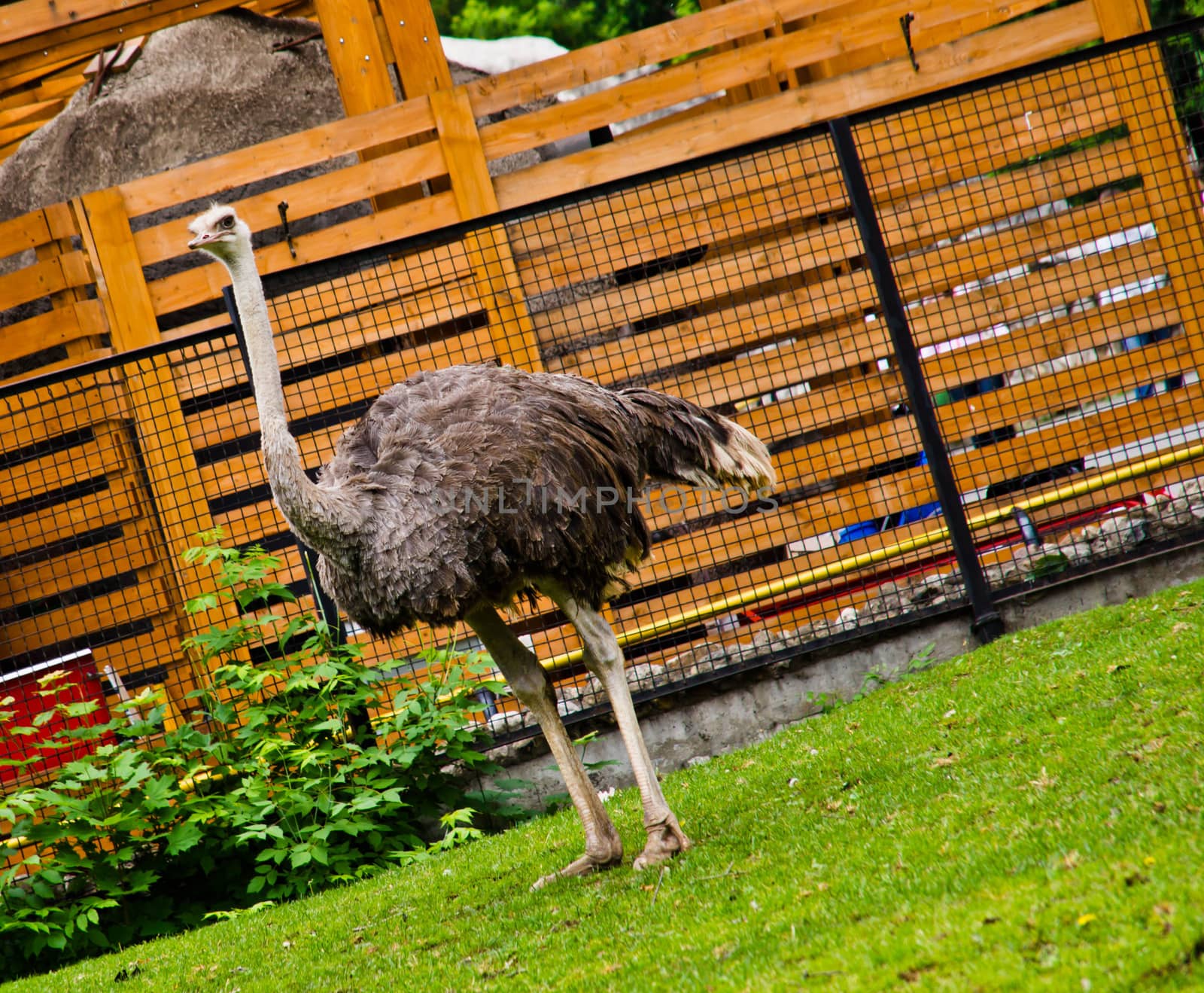 emu walks on sunny summer green meadow