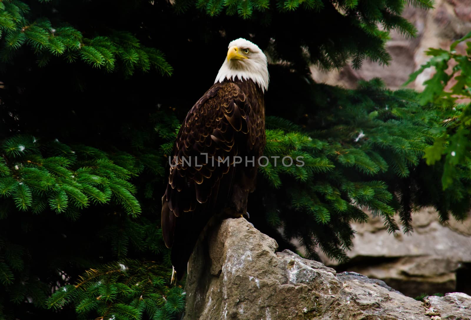 white eagle on a rock in the trees