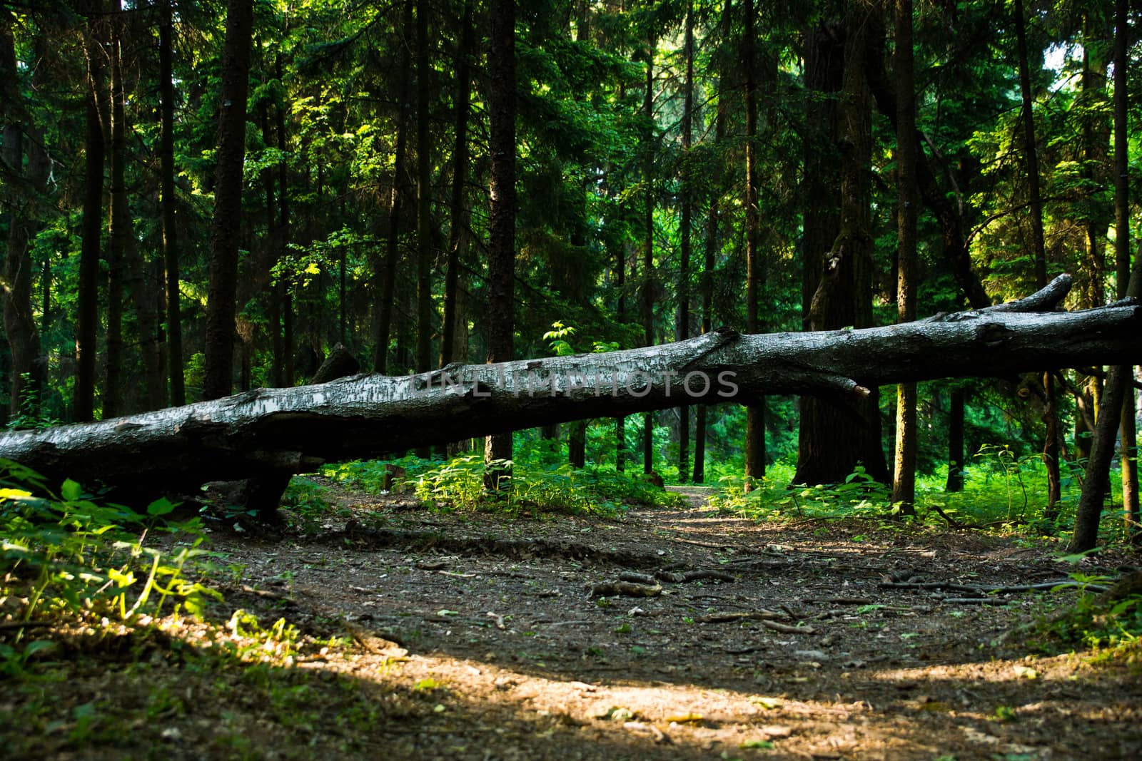 green summer forest with one fallen tree