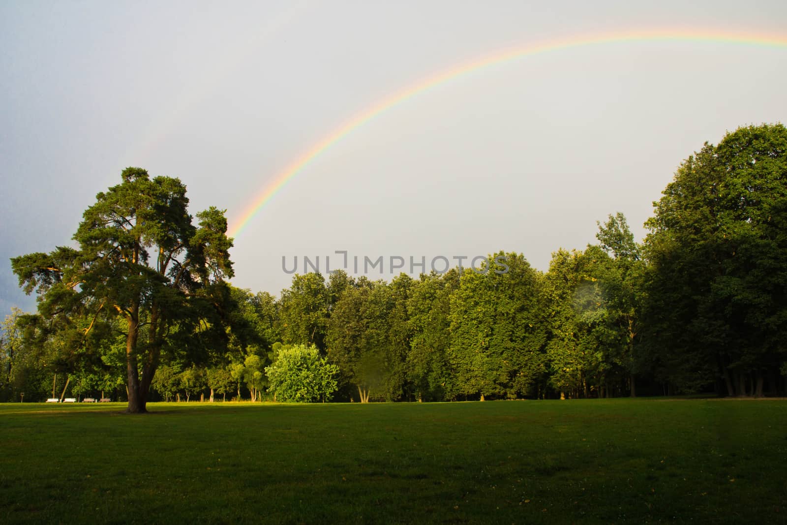 pine and a rainbow on the summer park