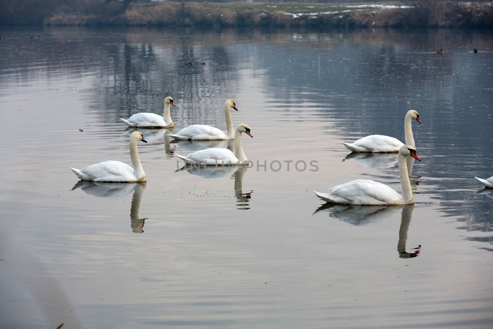 Beautiful white swans floating on the water