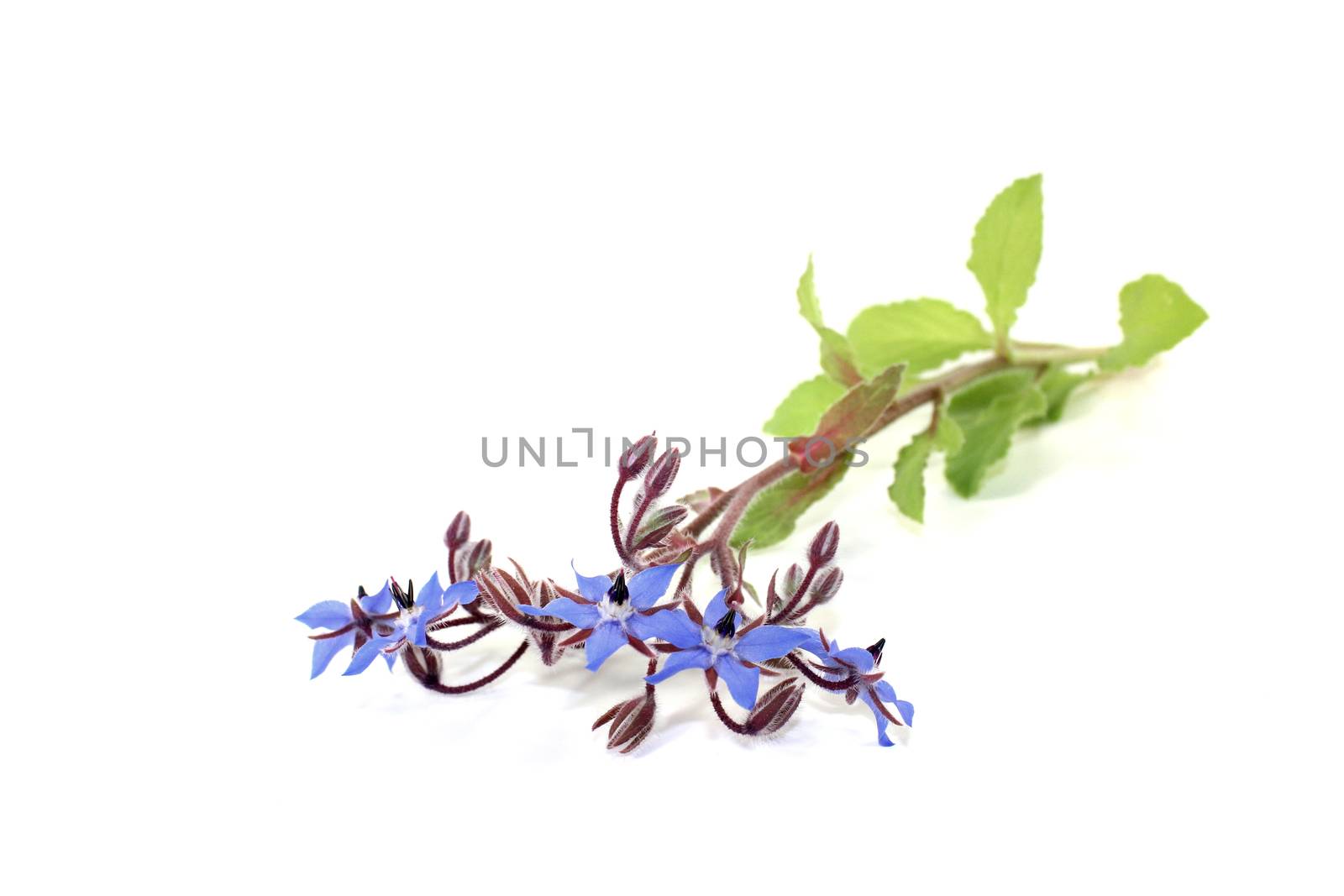 natural blue Borage on a light background