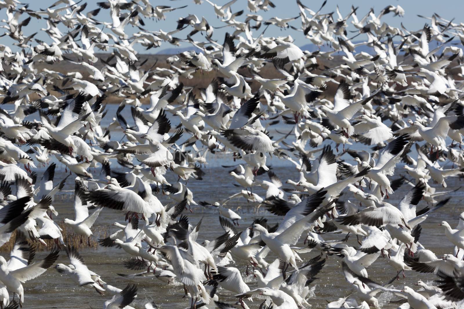 Bursting rush of snow goose flock rises upward in single, amazing rush of sensory bombardment of auditory and visual senses