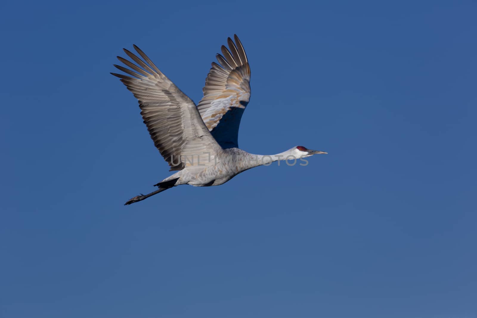 Sandhill crane in flight against clean blue sky, flying with large wings open, long legs straight behind, and red field mark on head visible. 