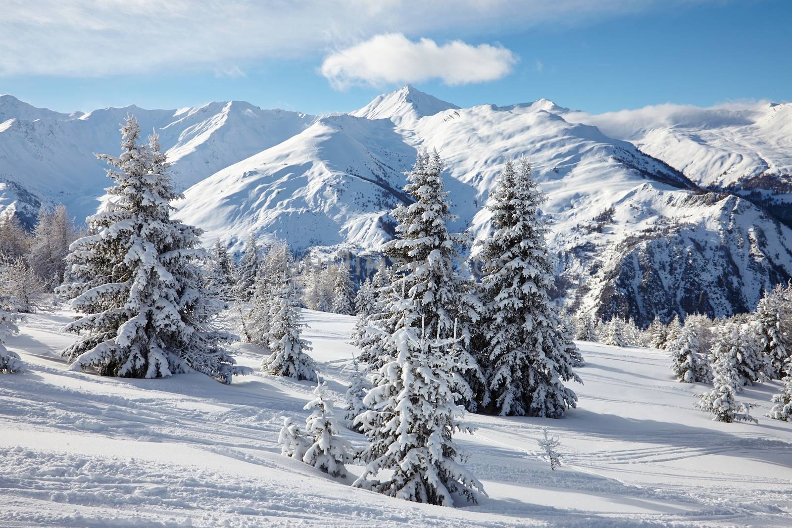 Snowy pine trees on a winter landscape