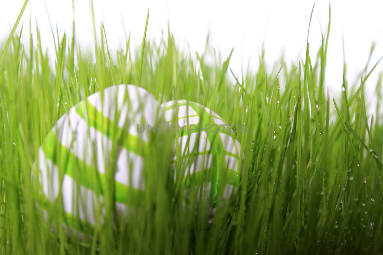 easter eggs green and white in meadow with white background 