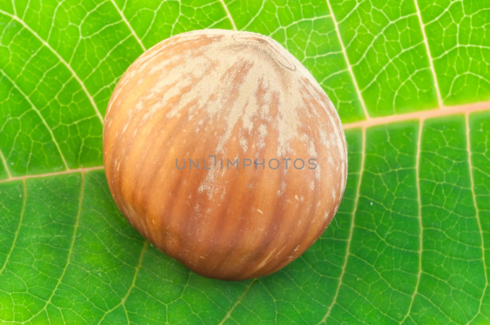 macro still life of hazelnut on a green leaf