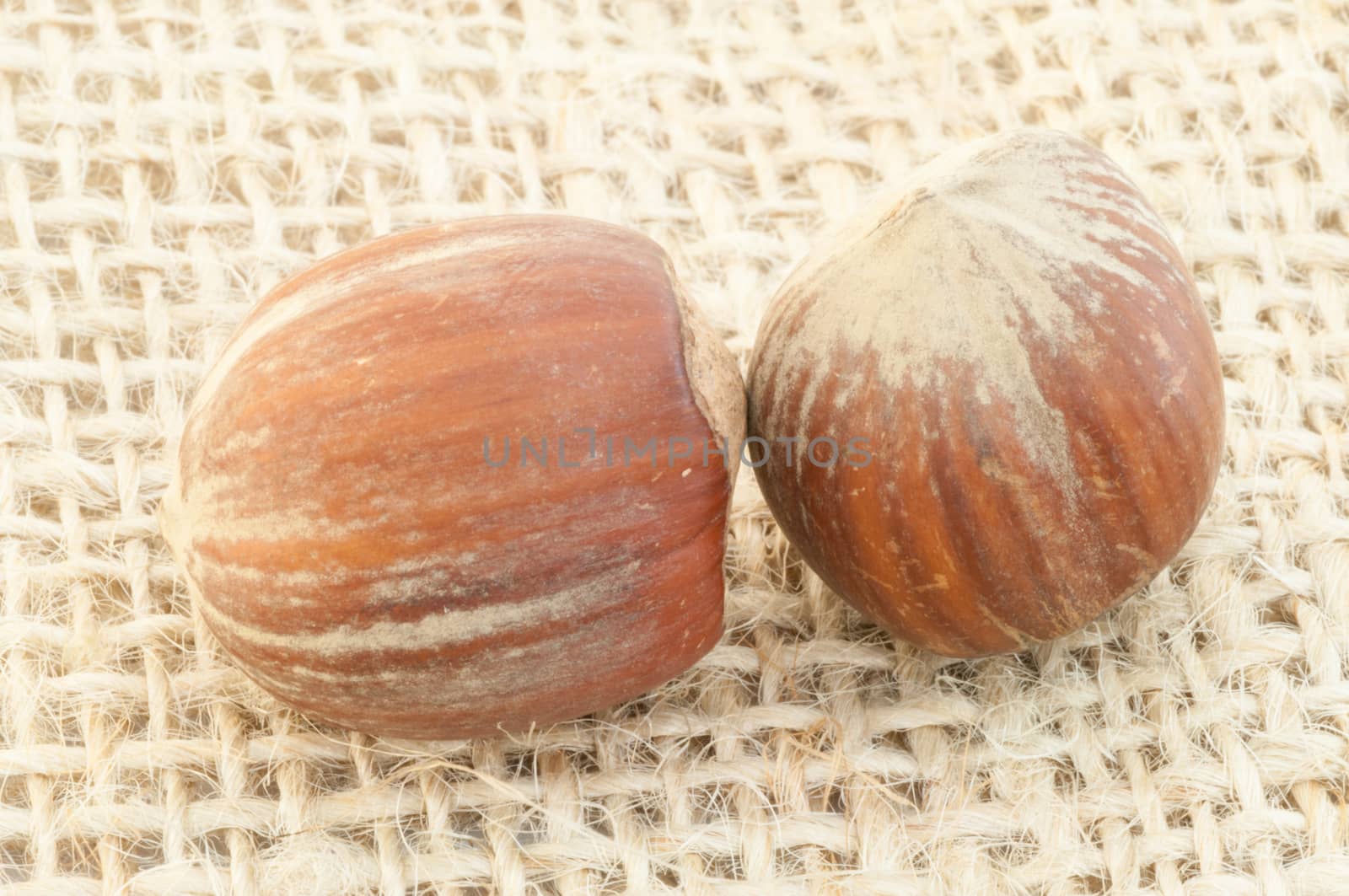 macro of hazelnuts on jute background in studio