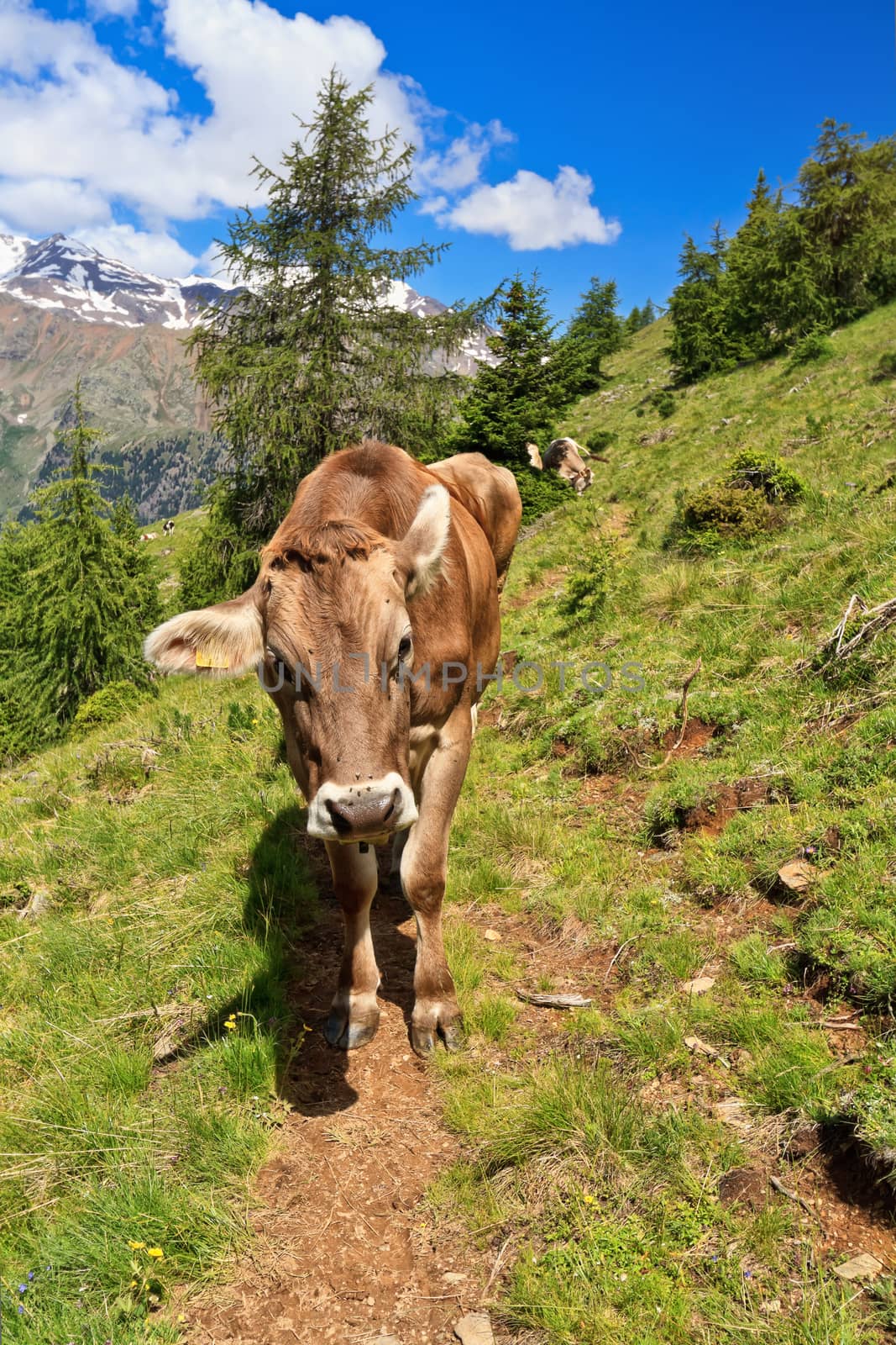 cow on alpine pasture in Val di Pejo, Trentino, Italy