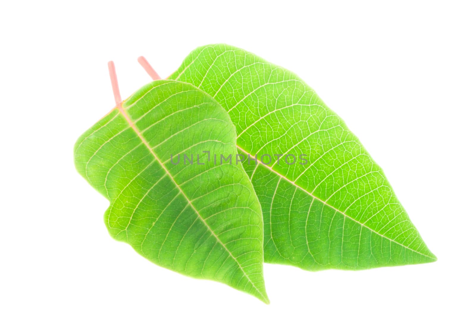 green leaf by fcarniani