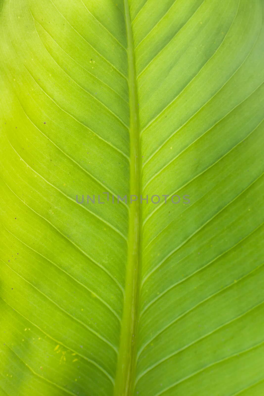 Texture background of backlight fresh green Leaf .