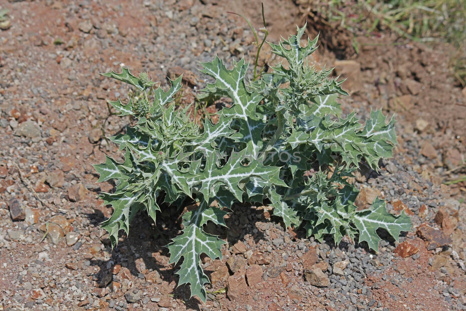 Argemone mexicana, Mexican poppy, Mexican prickly poppy by yands