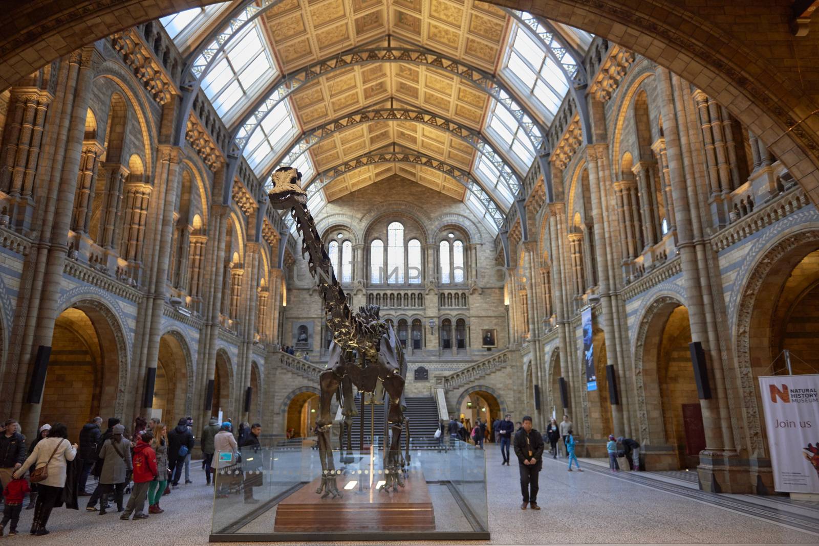 LONDON, UK - DECEMBER 11: Natural History Museum atrium with fossilised diplodocus skeleton in the centre. December 11, 2014 in London. 