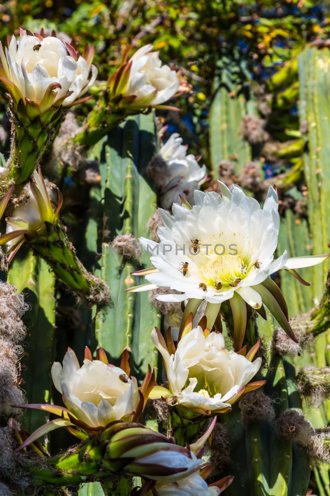 Bees on Cereus Cactus Bloom by Creatista