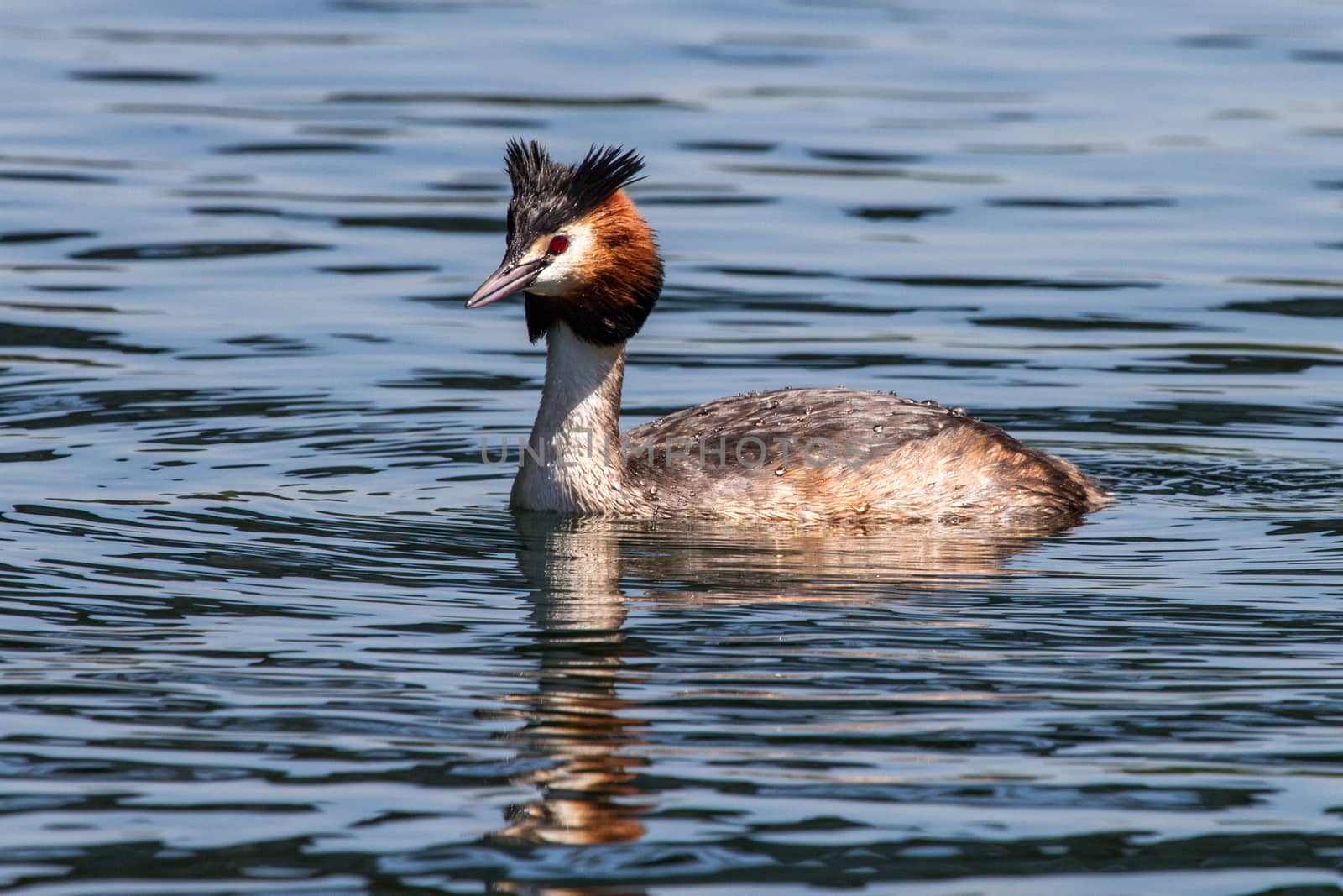 Great Crested Grebe(Podiceps cristatus) photographed in Sesto Calende on the Maggiore lake in Italy.