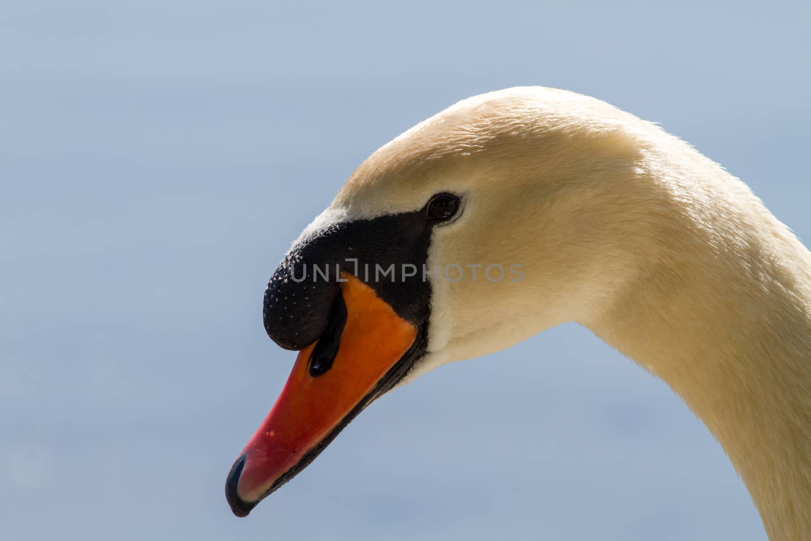 A Swan photographed in Sesto Calende on the Maggiore lake in Italy.