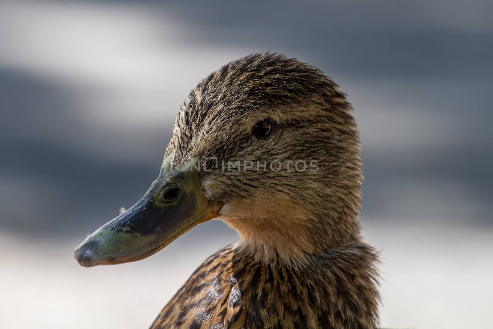 A duck profile photographed in Sesto Calende on the Maggiore lake in Italy.