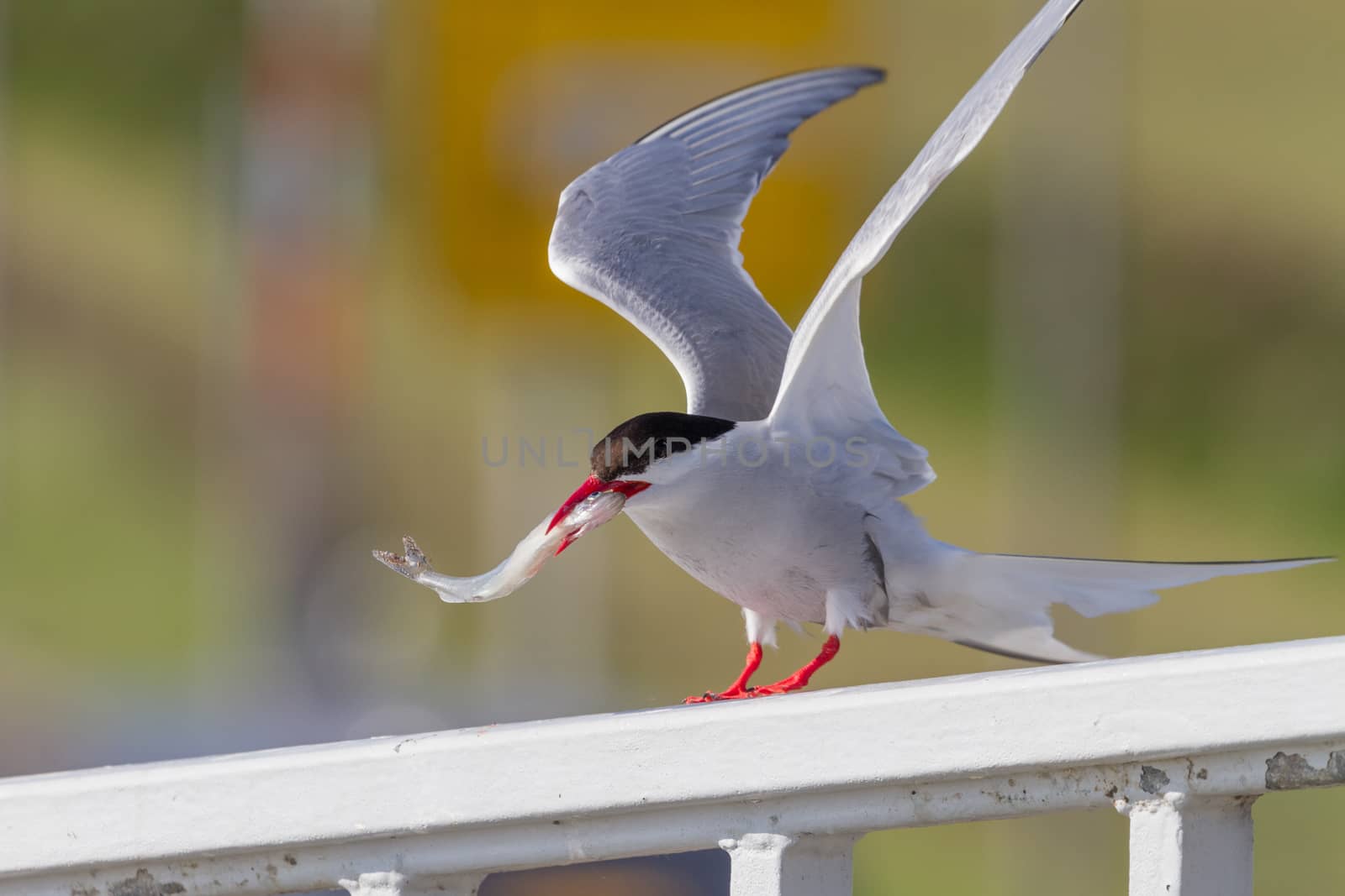 An Arctic tern (Sterna paradisaea). This is a seabird of the tern family Sternidae. A picture taken in the area of the Wadden Sea, on the Wasser- u. Schiffahrtsamt Tönning Eidersperrwerk in Germany.