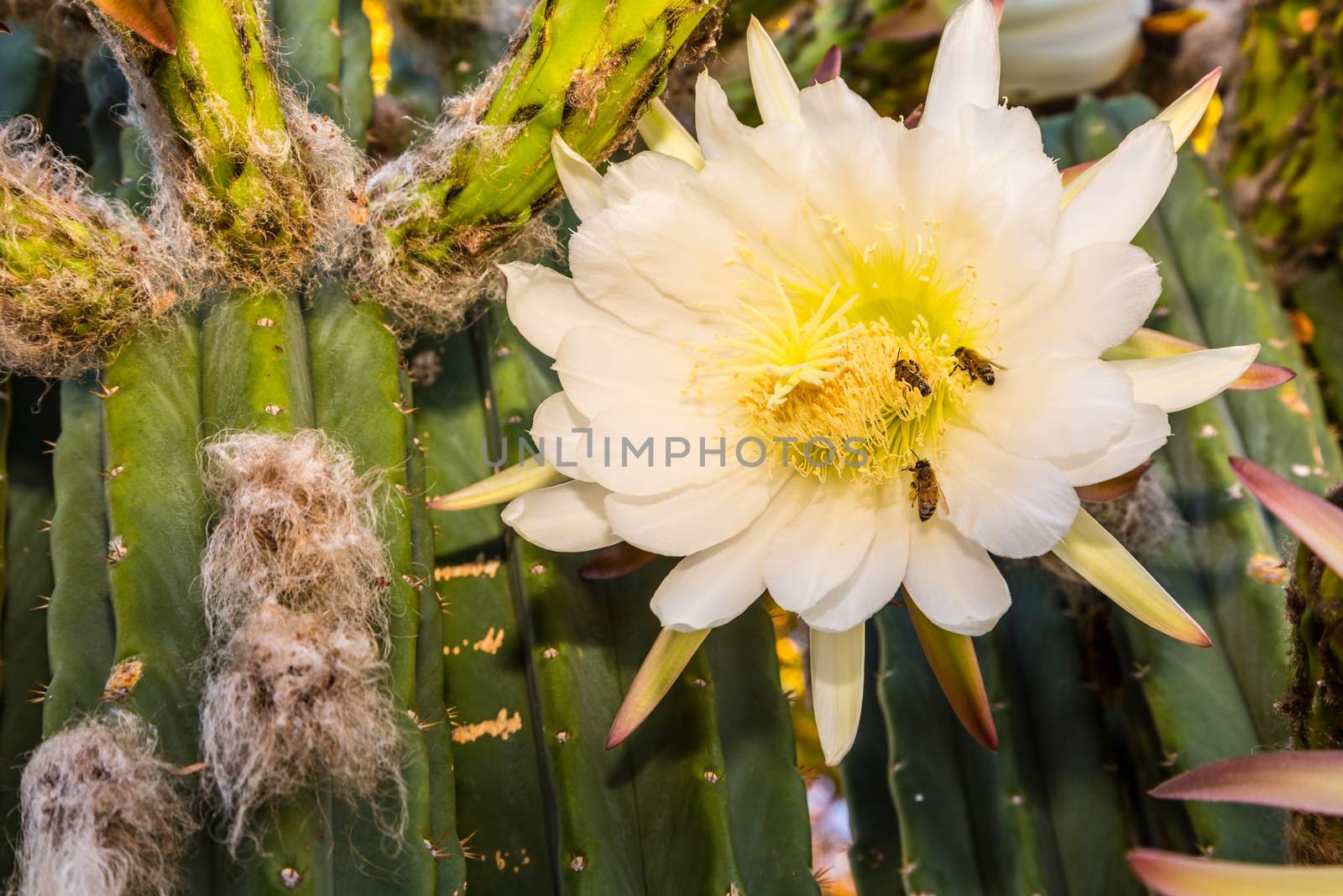 Bees gathering pollen from rare bloom on cereus cactus