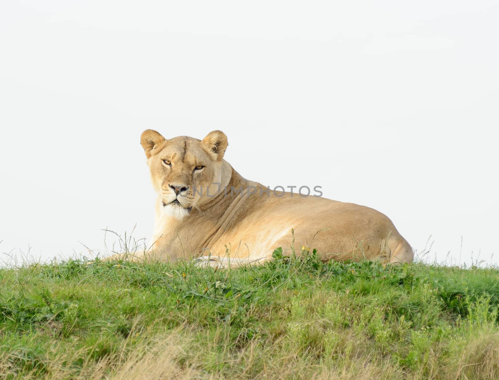 Lioness having a rest lays on grass looing alert
