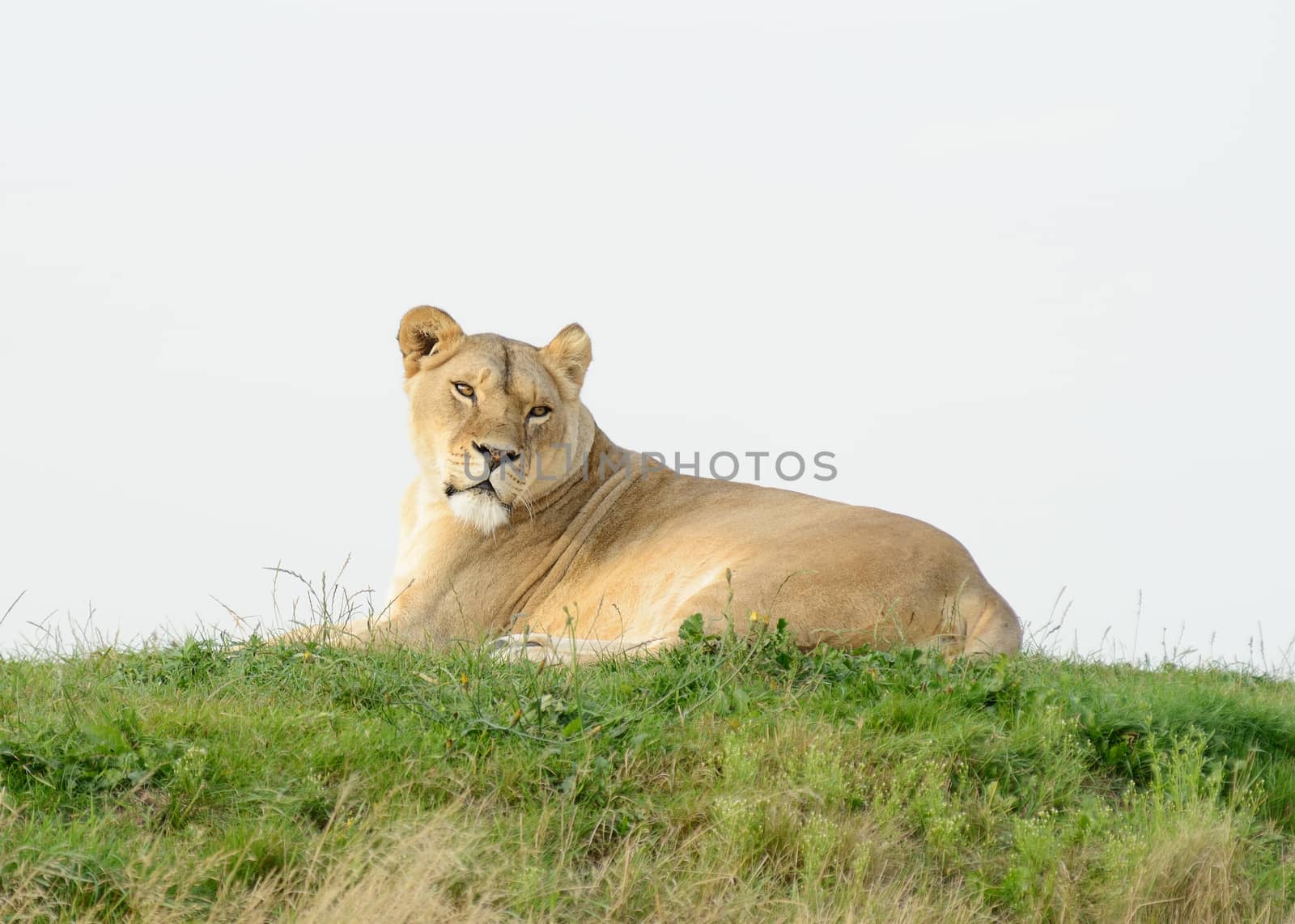 Lioness laying on grass looks alert