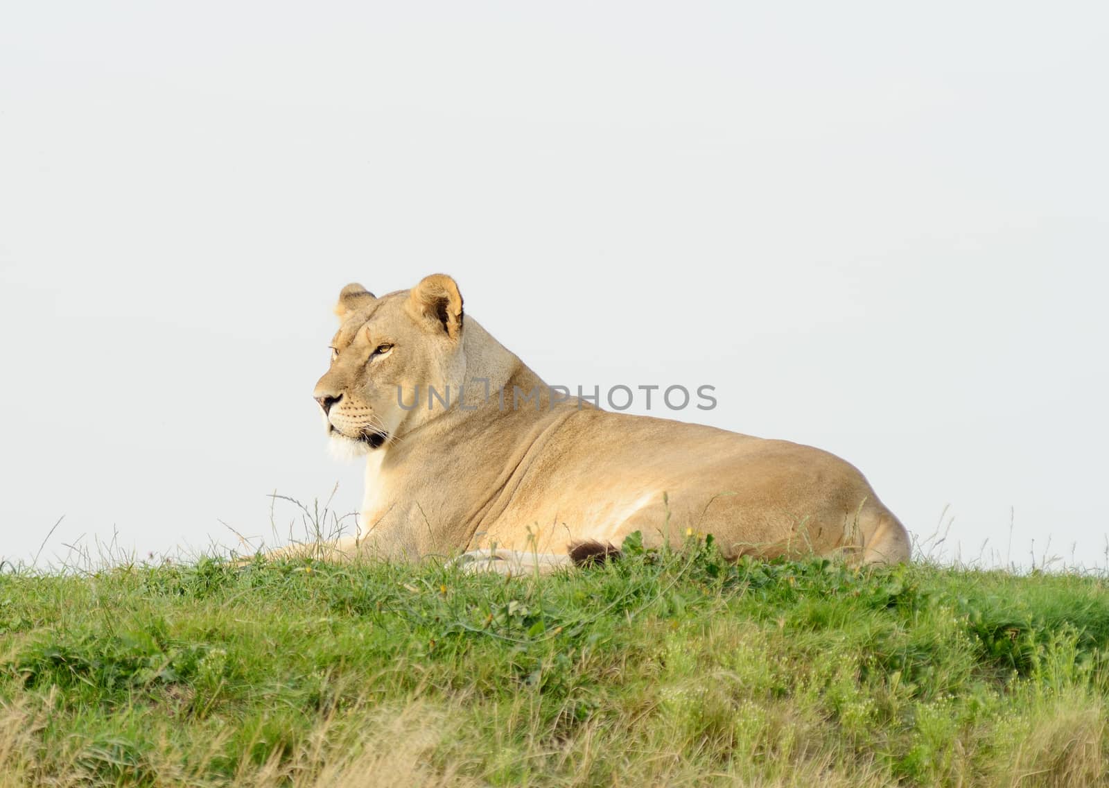 Lioness laying on grass looking alert and staring
