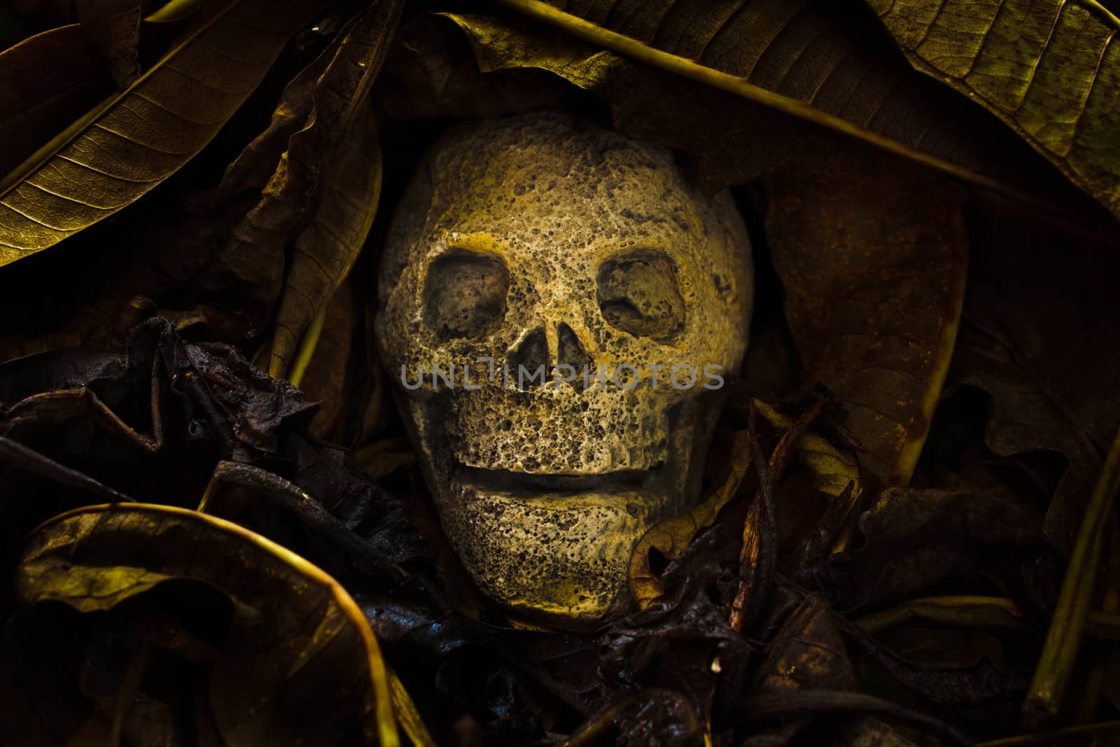 still life with human skull with old leaves on ground floor.