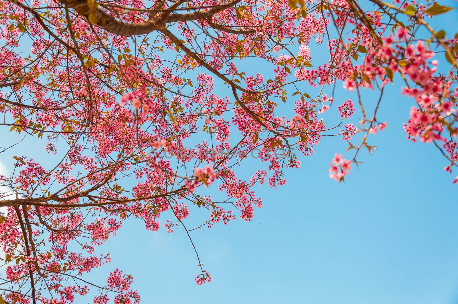 Beautiful cherry blossom, Chiang Mai, Thailand