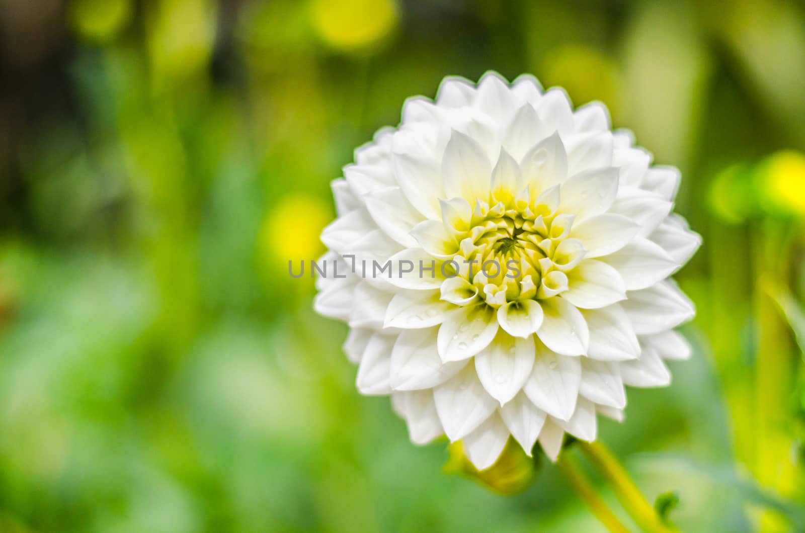 Close up white Dahlia hybrid flower with blurred background
