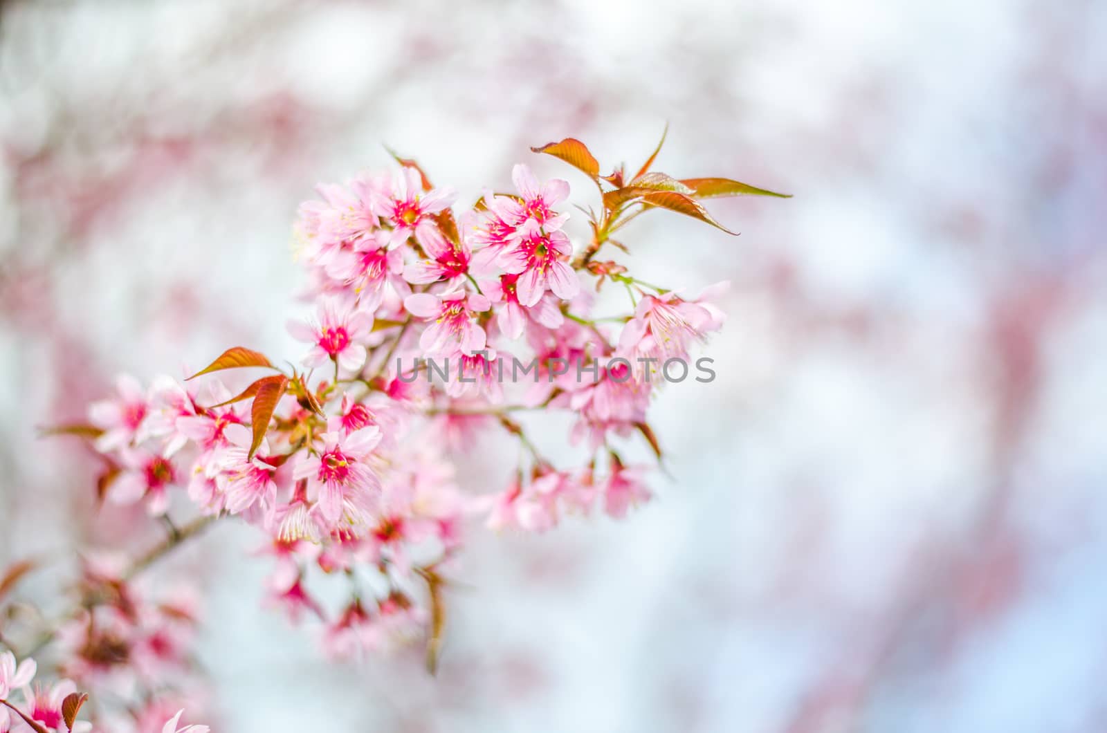 cherry Blossoms tree with blur background