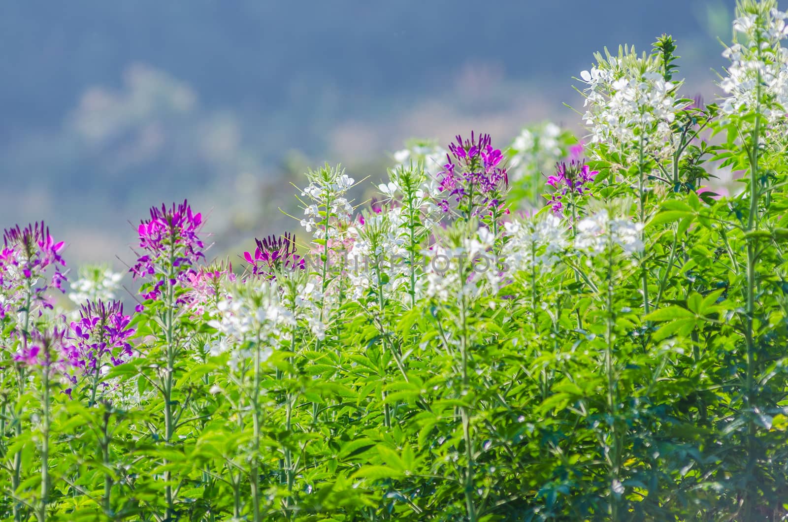 Purple and white flowers in the field with blurred backgroud