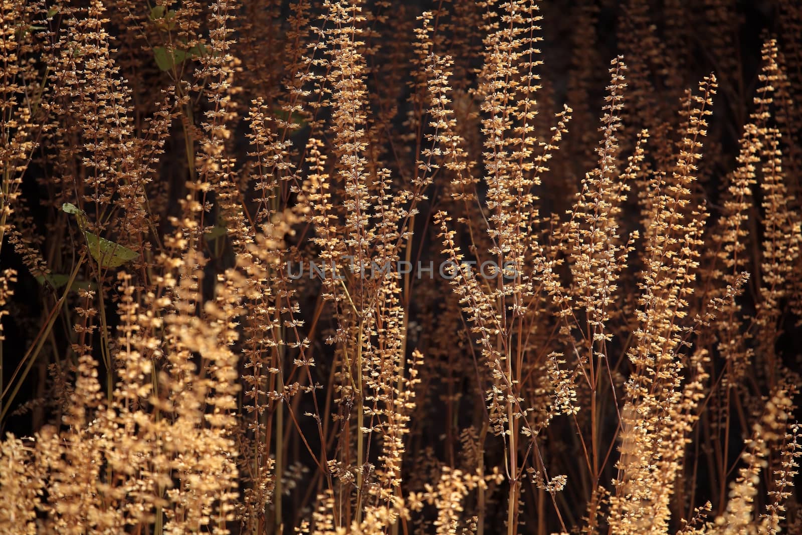 Dry flowers in the late evening sun.