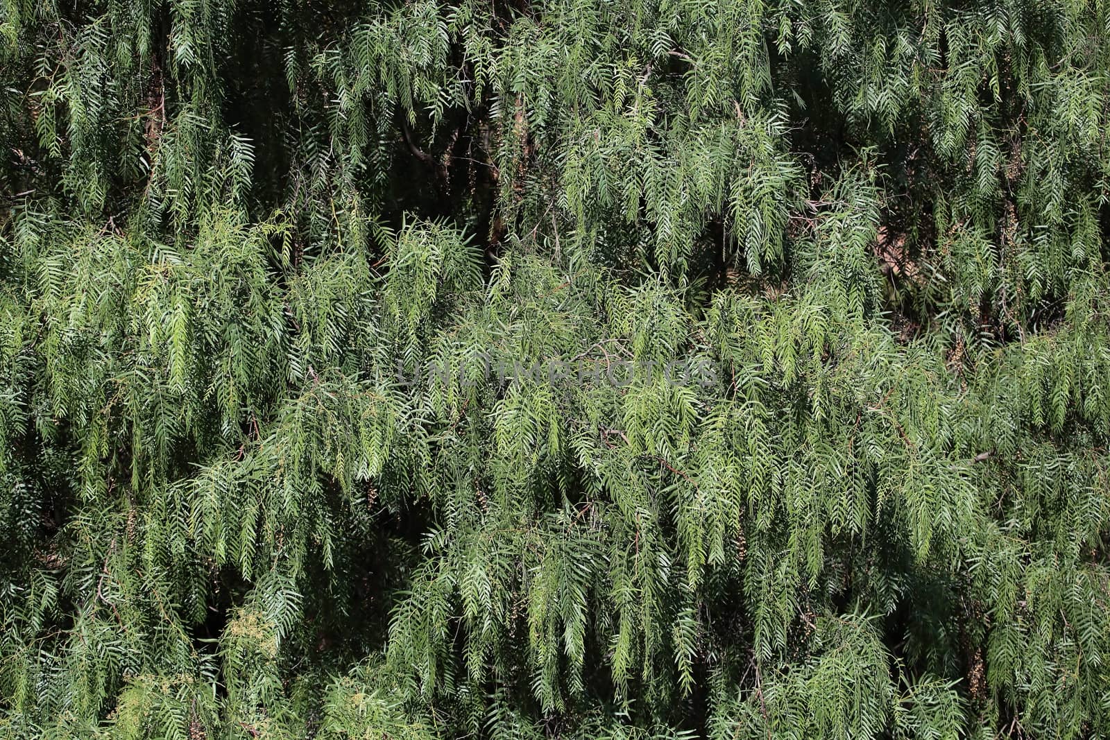 Leaves of a Silver Oak Tree (Grevilla robusta).