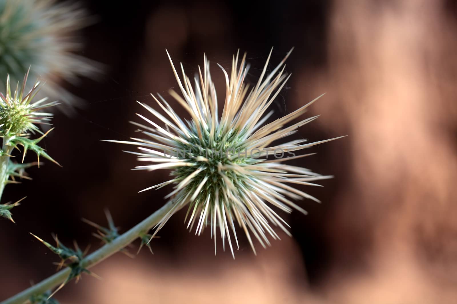 Thistle in Eastern Africa.