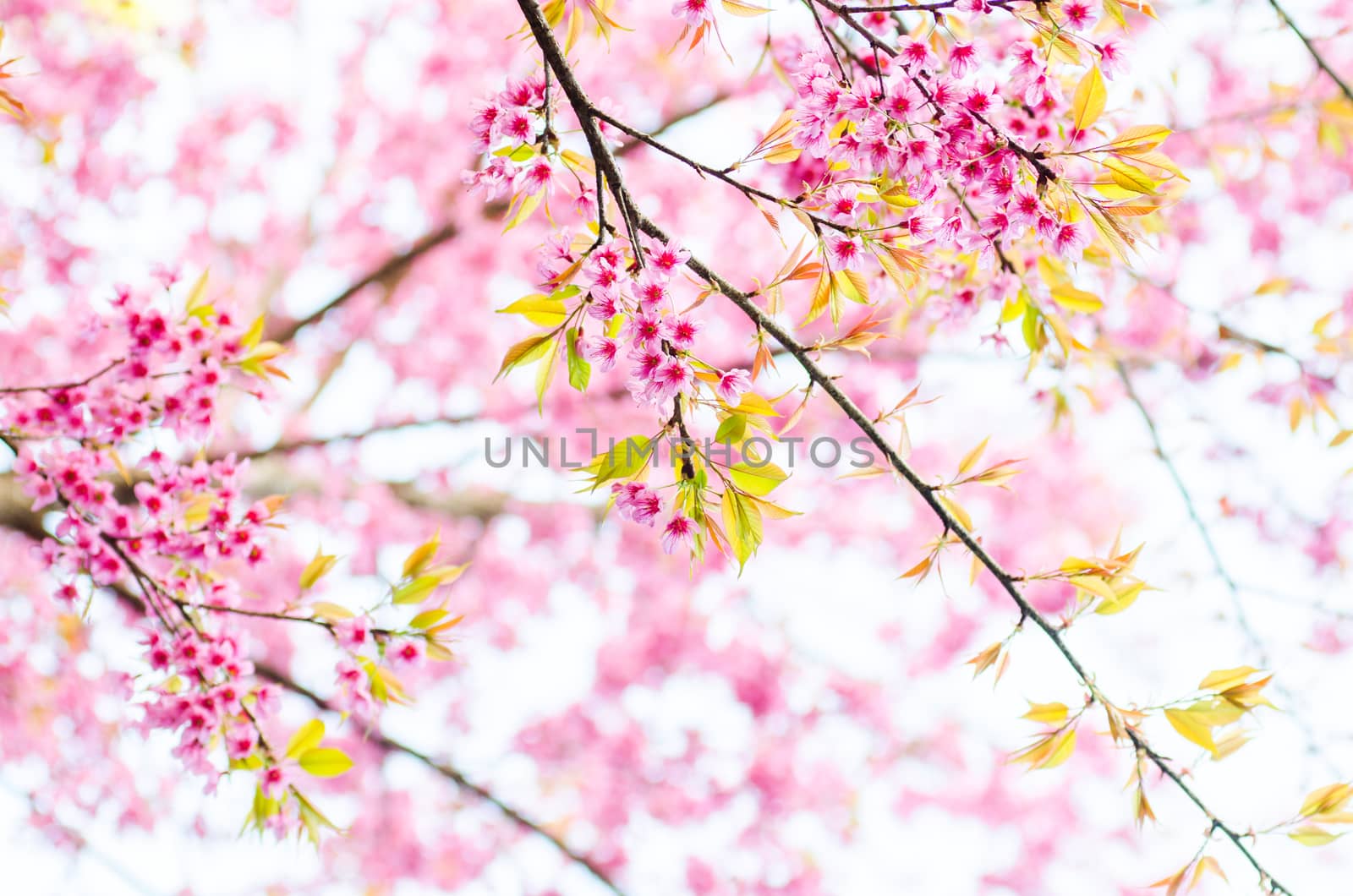 cherry Blossoms tree with sunny day