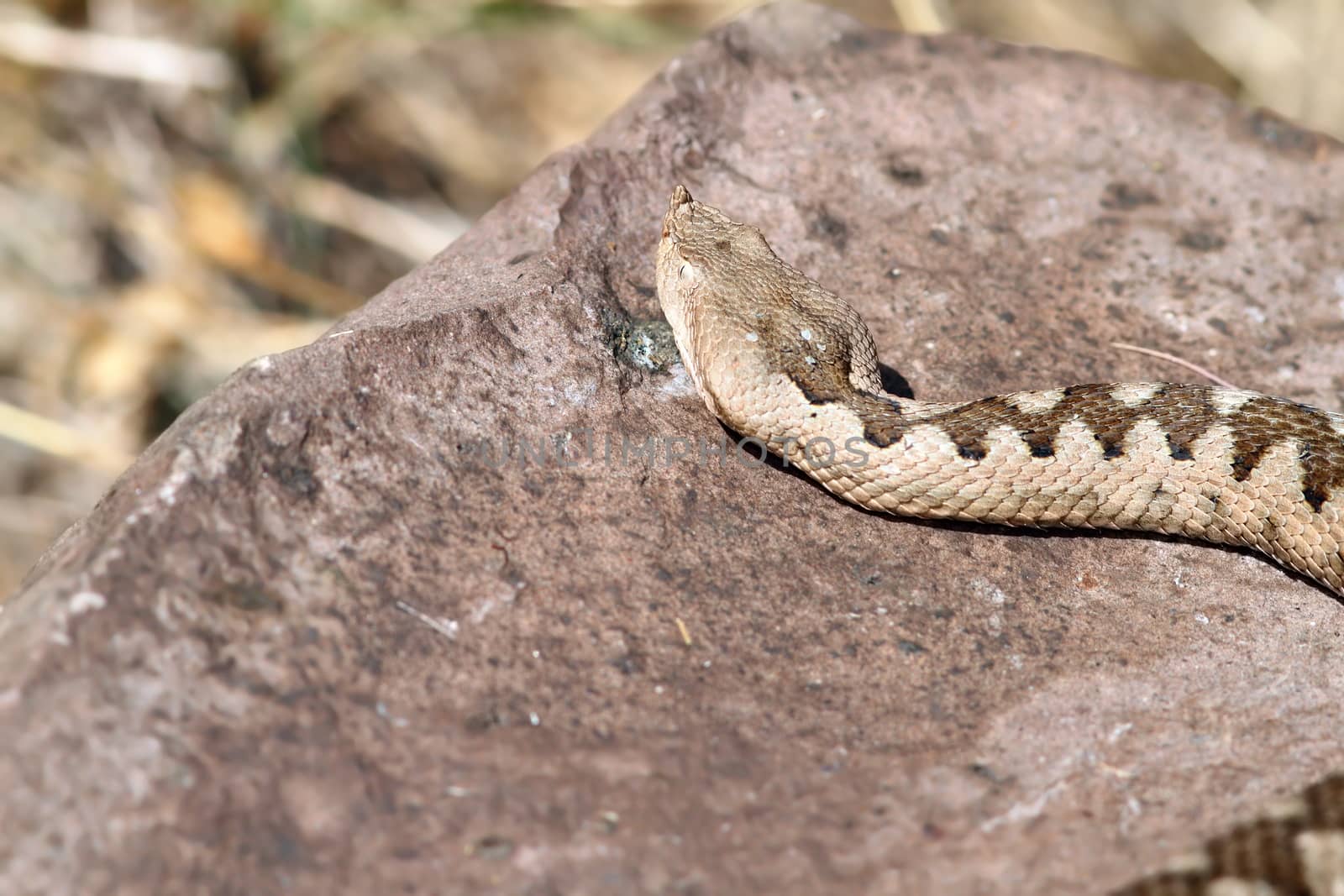 big female european nose horned viper by taviphoto