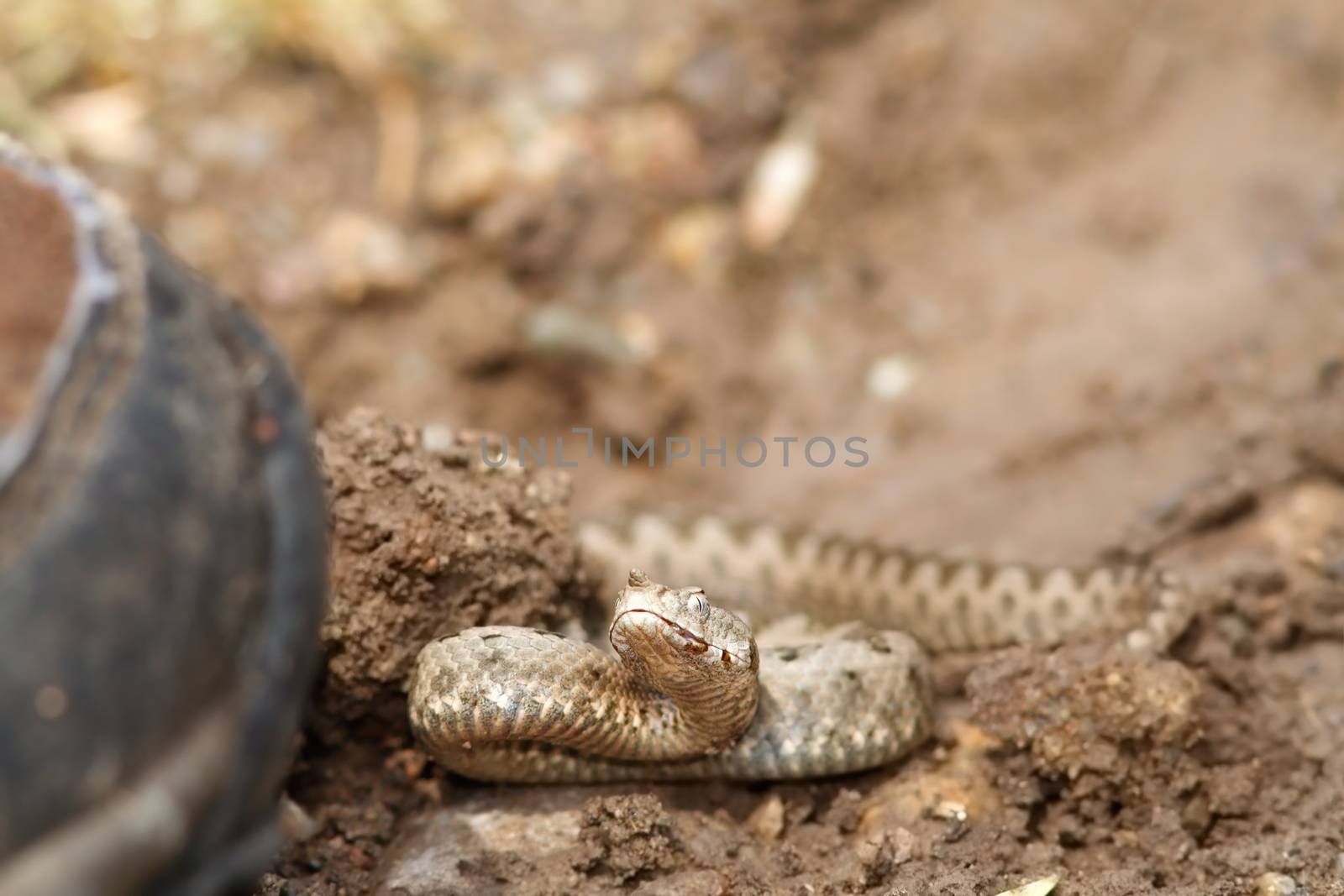 bootboot walking towards sand viper by taviphoto